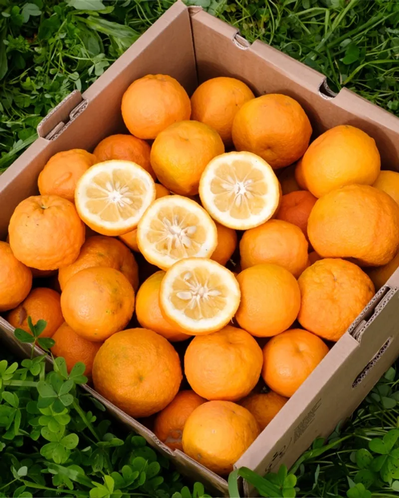 Organic bitter oranges from Cooperativa I Frutti del Sole, Italy