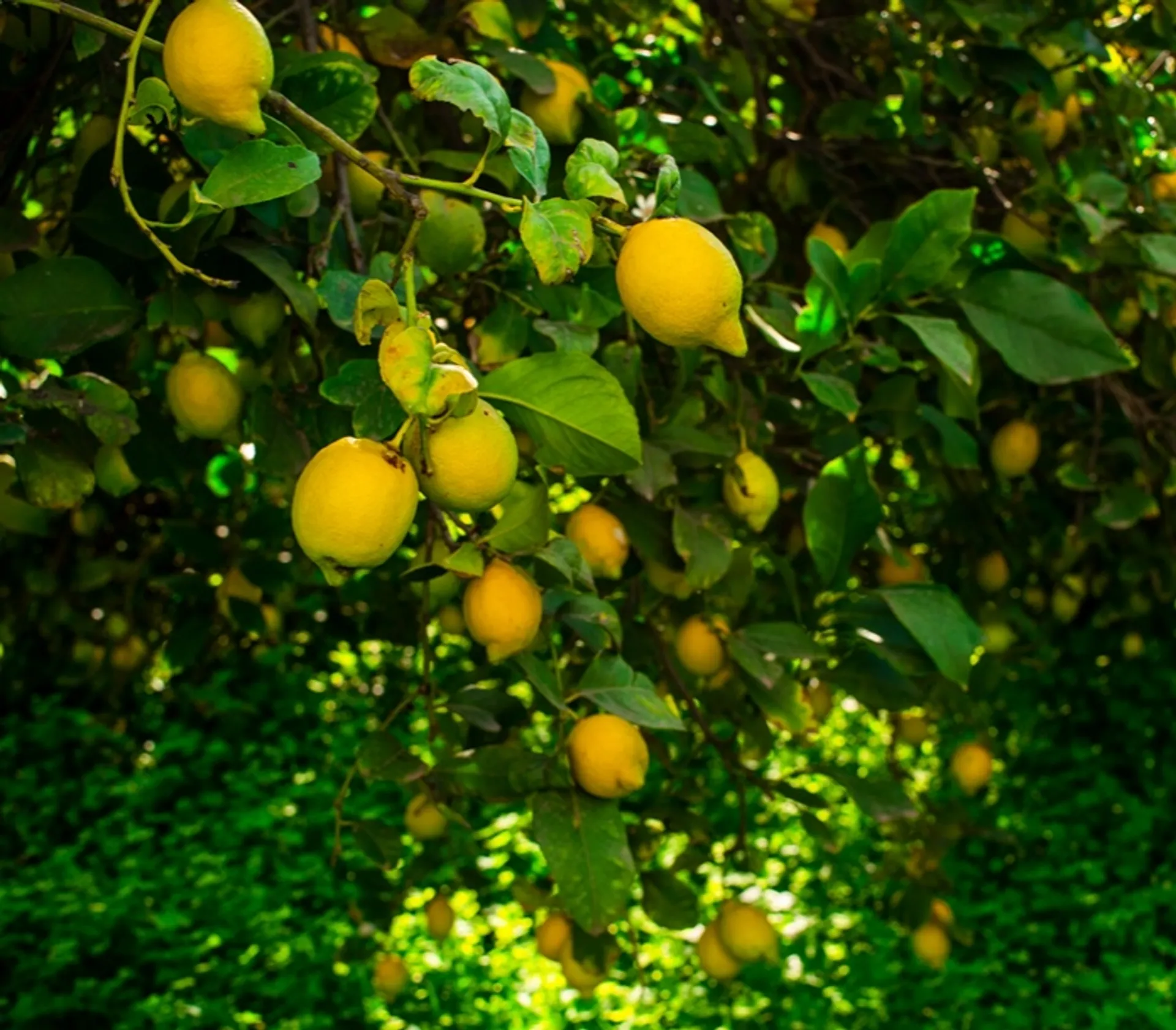 Pourquoi les oranges ont la forme de citron en Espagne cette année