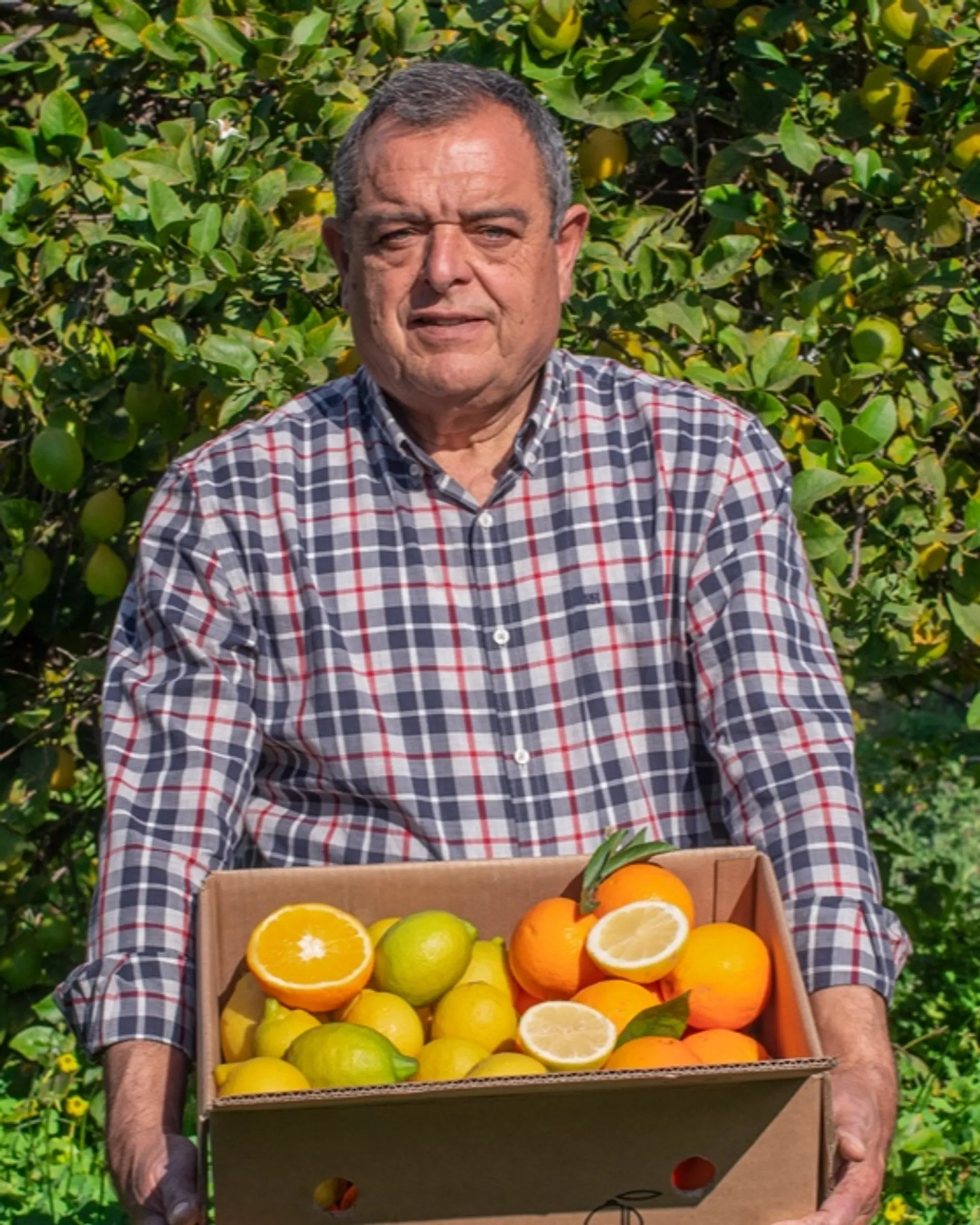 Bio-Orangen und -Zitronen von Huerta del Almanzora, Spanien ...