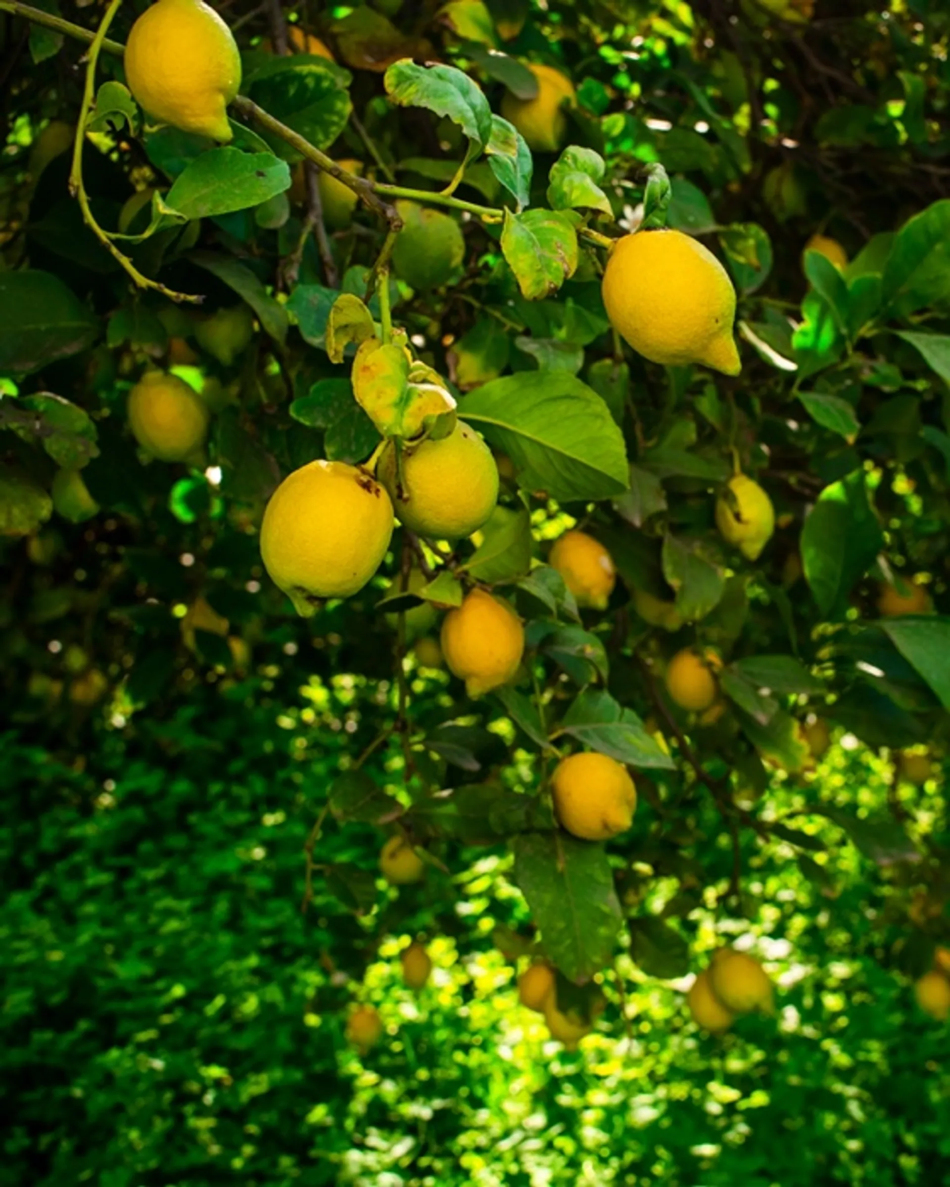 Regenerative BioOrangen und Zitronen von Huerta del Almanzora, Spanien CrowdFarming Regenerative BioOrangen und Zitronen von Huerta del Almanzora, Spanien CrowdFarming