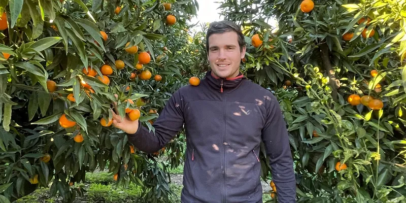 organic clementines PGI Corsica