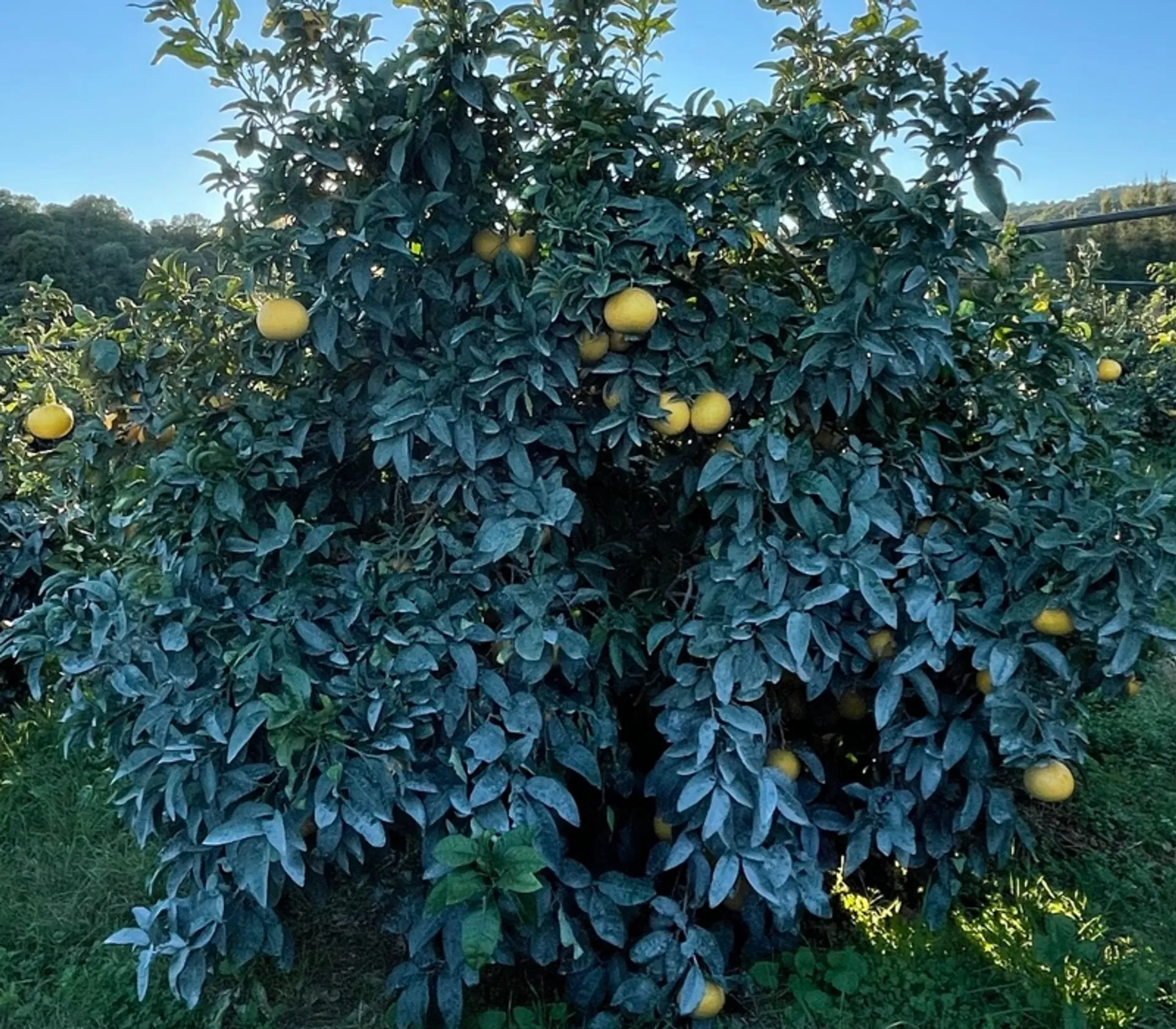 Pomelos de Corse BIO de Domaines De La Taste, France CrowdFarming