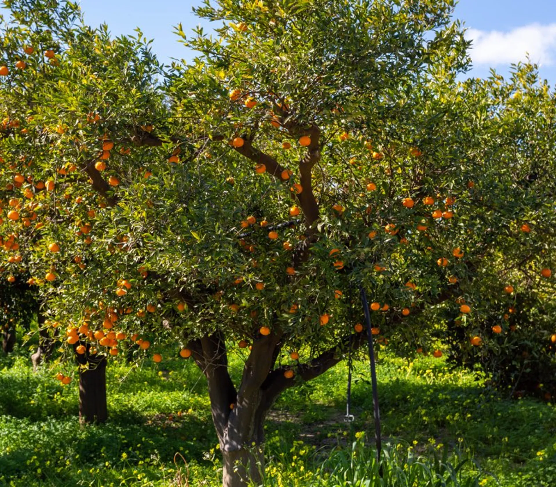 Mandarine BIO, Italie  La Belle Vie : Courses en Ligne - Livraison à  Domicile