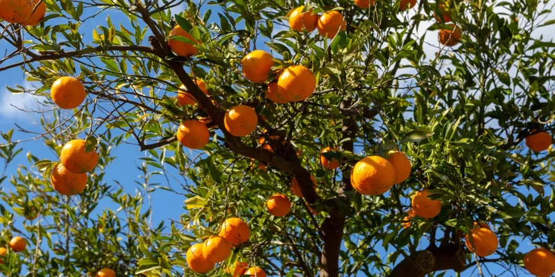 Mandarines bio d'Italie