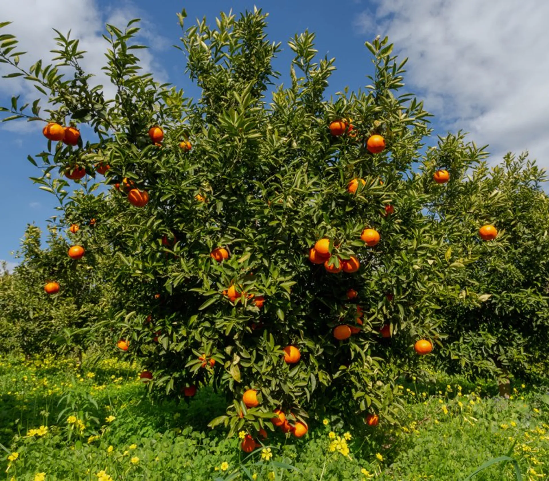 BioClementinen von Oroverde, Italien CrowdFarming adoptiere einen