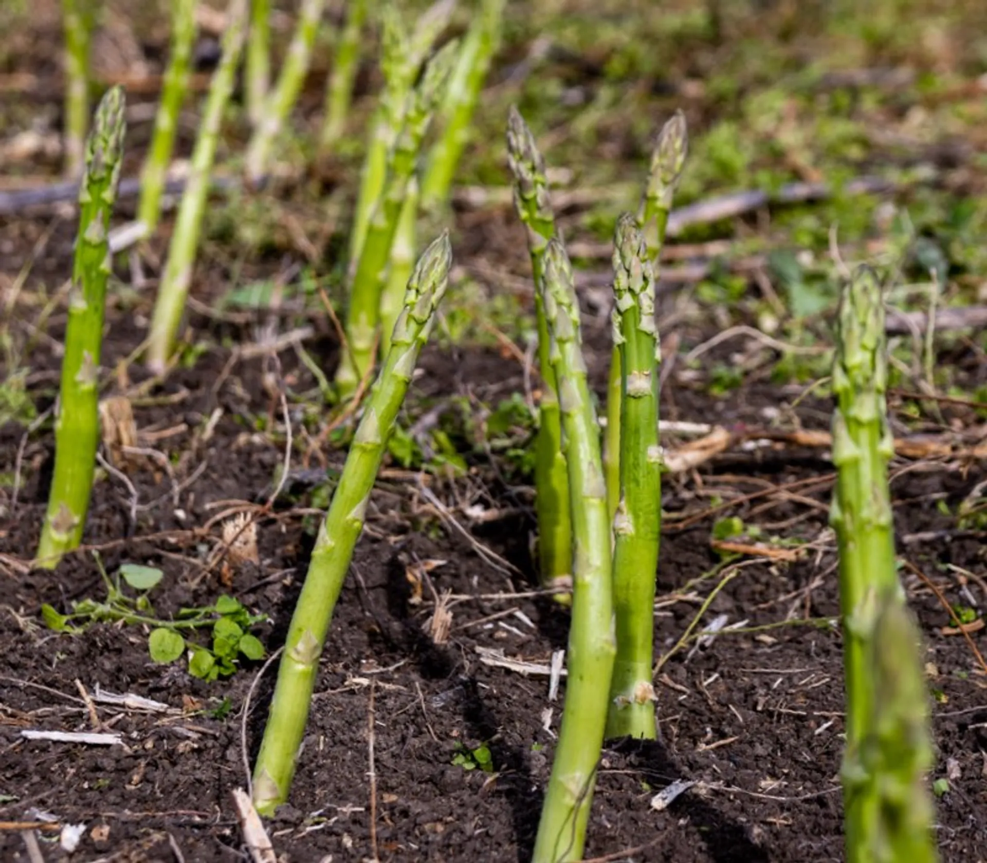 53+ Bio Spargel Anbau, Die feinblättrigen triebe werden gerne als