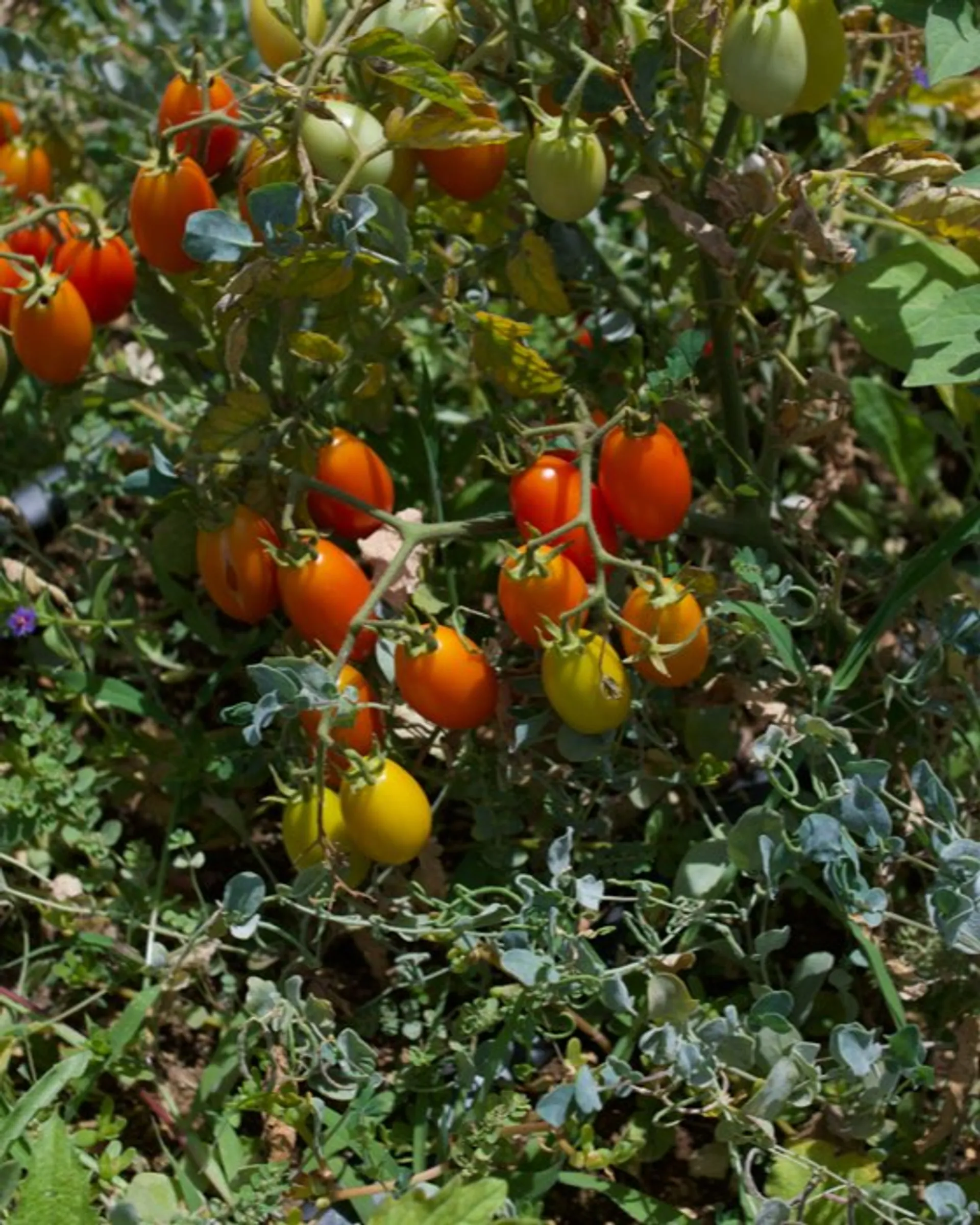 Bio-Tomaten von Passo Ladro, ItalienCrowdFarming: Saisonale Lebensmittel  direkt zu dir nach Hause
