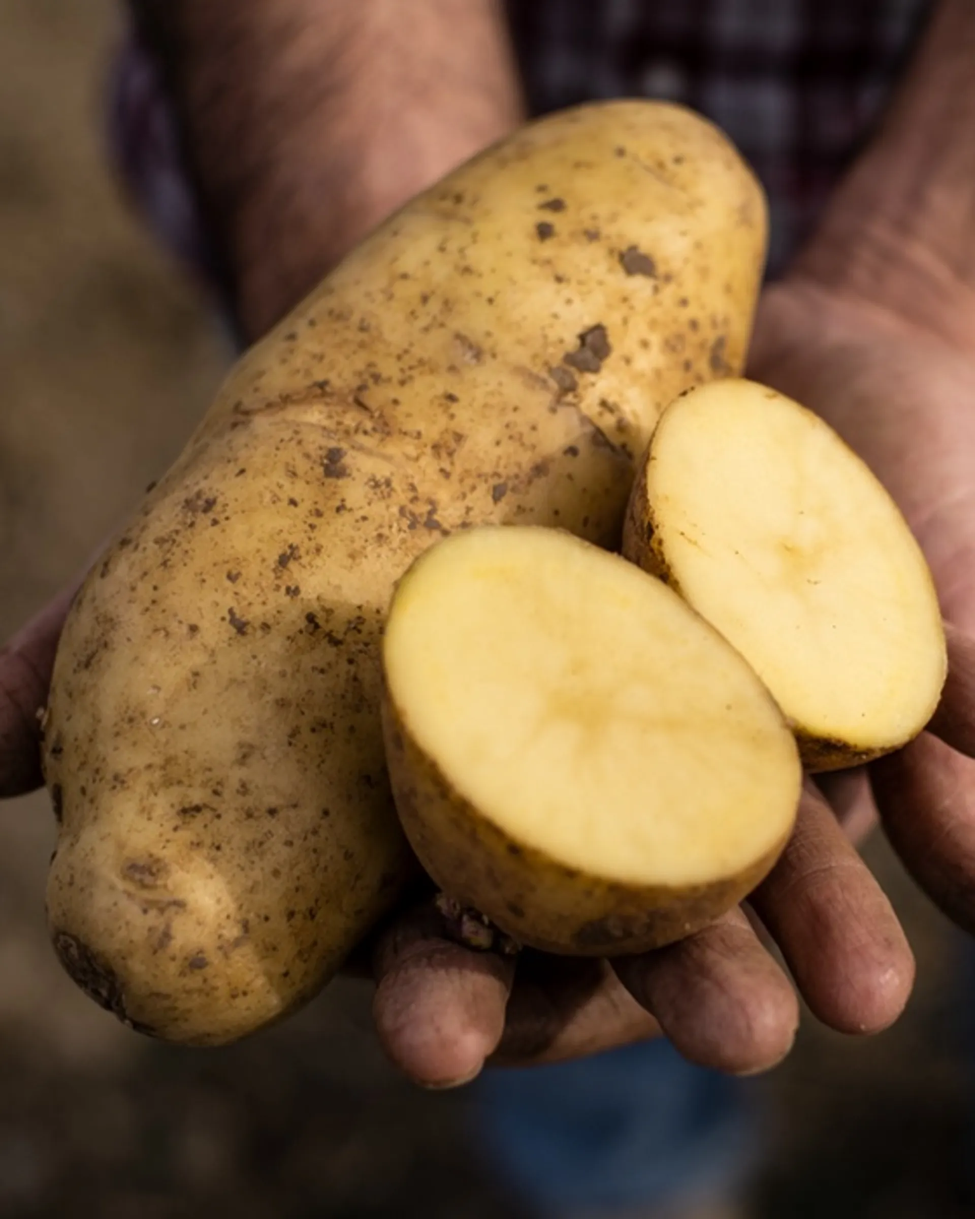 Naturland Bio-Kartoffeln von Finca Ariza, Spanien|CrowdFarming ...
