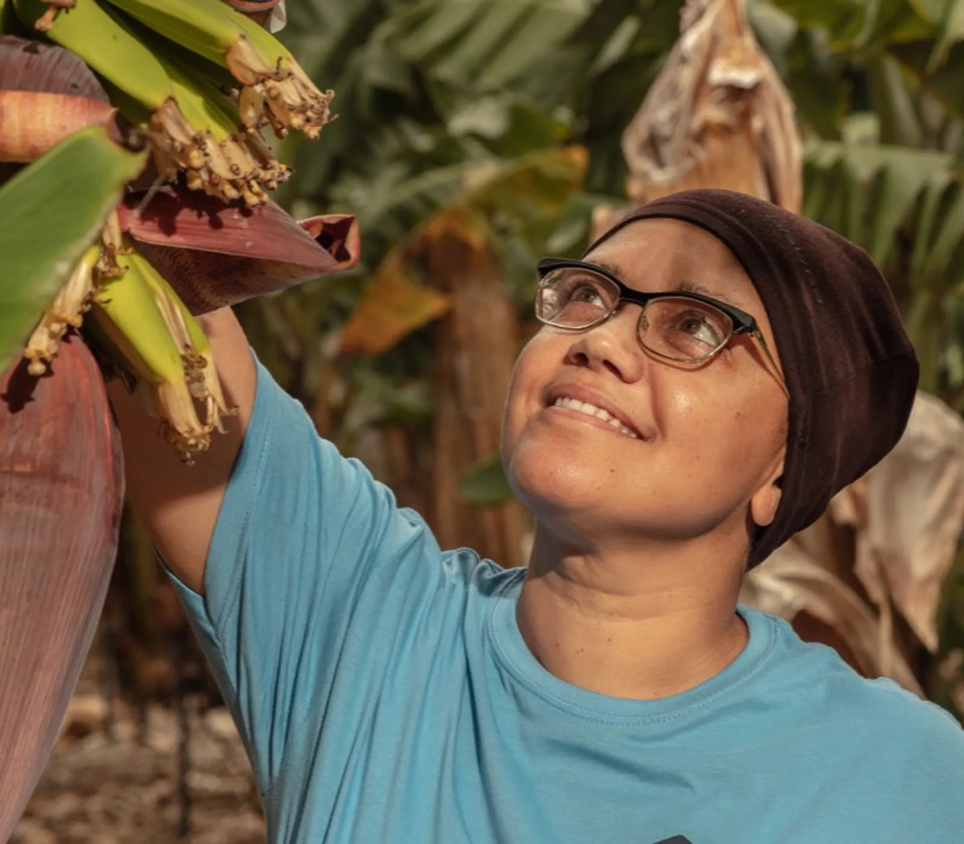 Canary Bananas – Fresh Organic