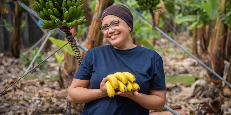 Canary Bananas – Fresh Organic