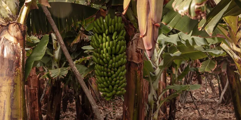 Canary Bananas – Fresh Organic