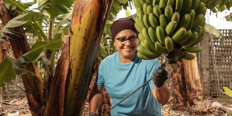 ekologiska bananer från Kanarieöarna