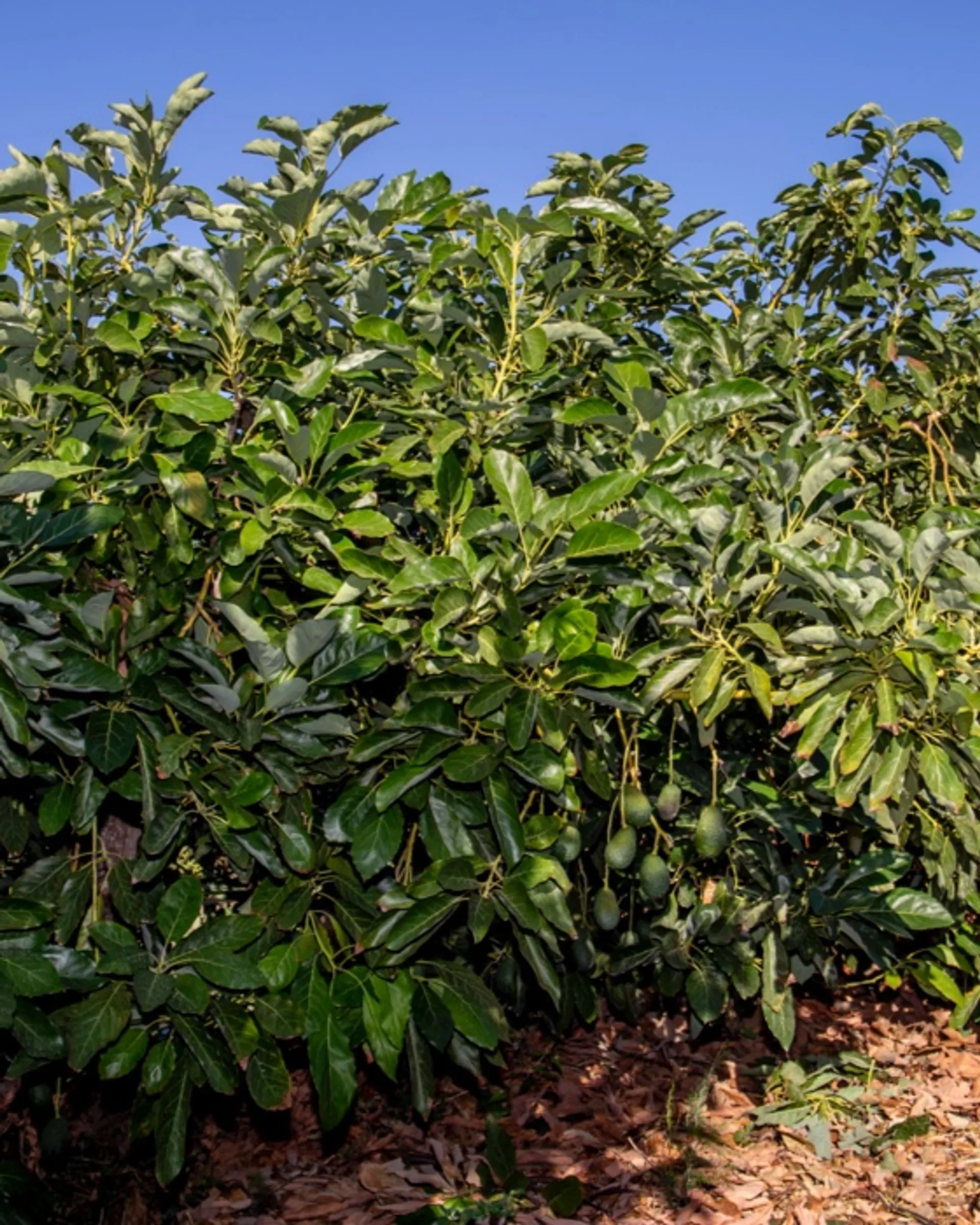 Avocado precoci e limoni biologici da agricoltura rigenerativa di Azienda  agricola Marroquino, Spagna