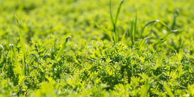 Lentille : planter, cultiver, récolter