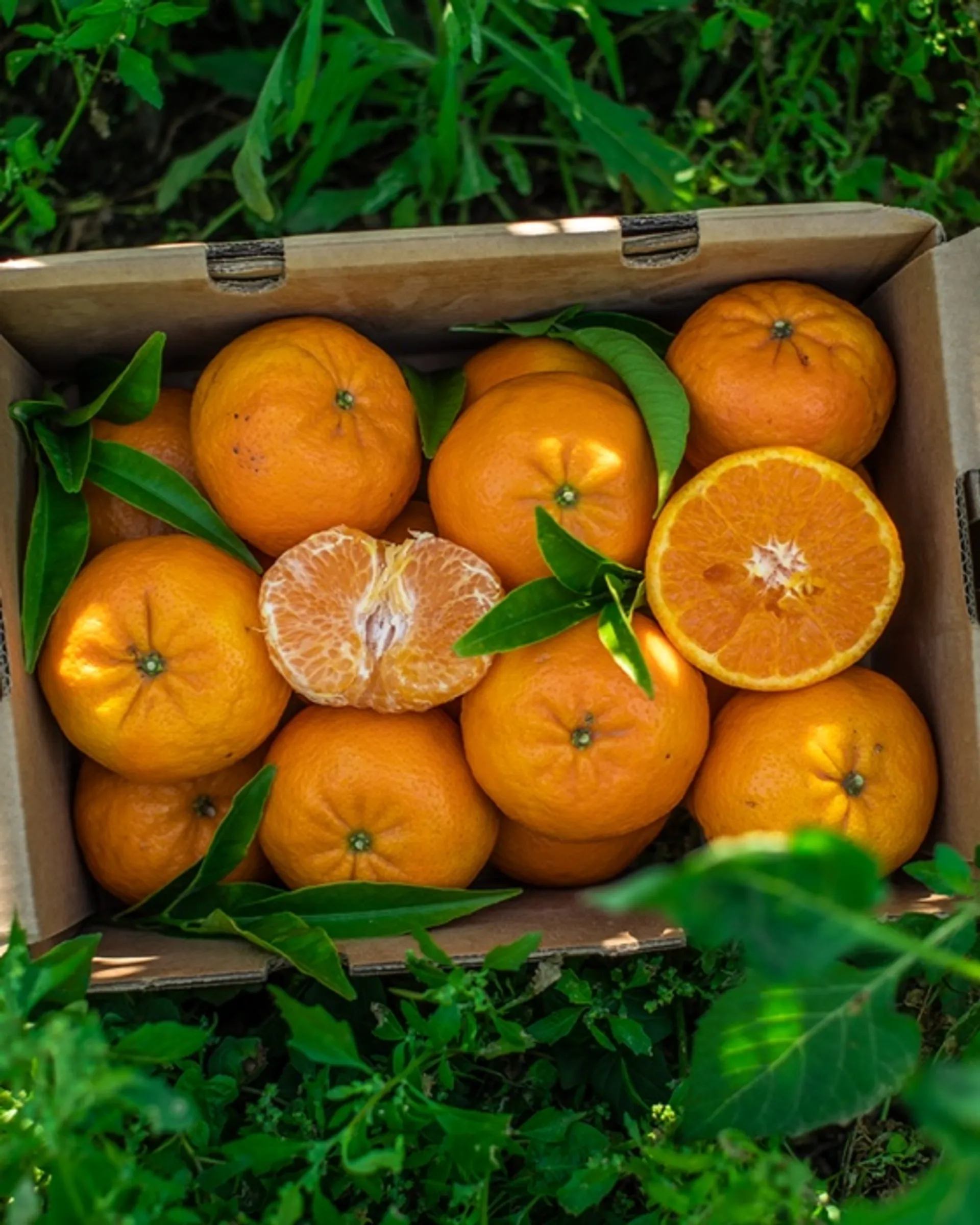 Orogros tangerines in conversion to organic från La Abuela Magdalena