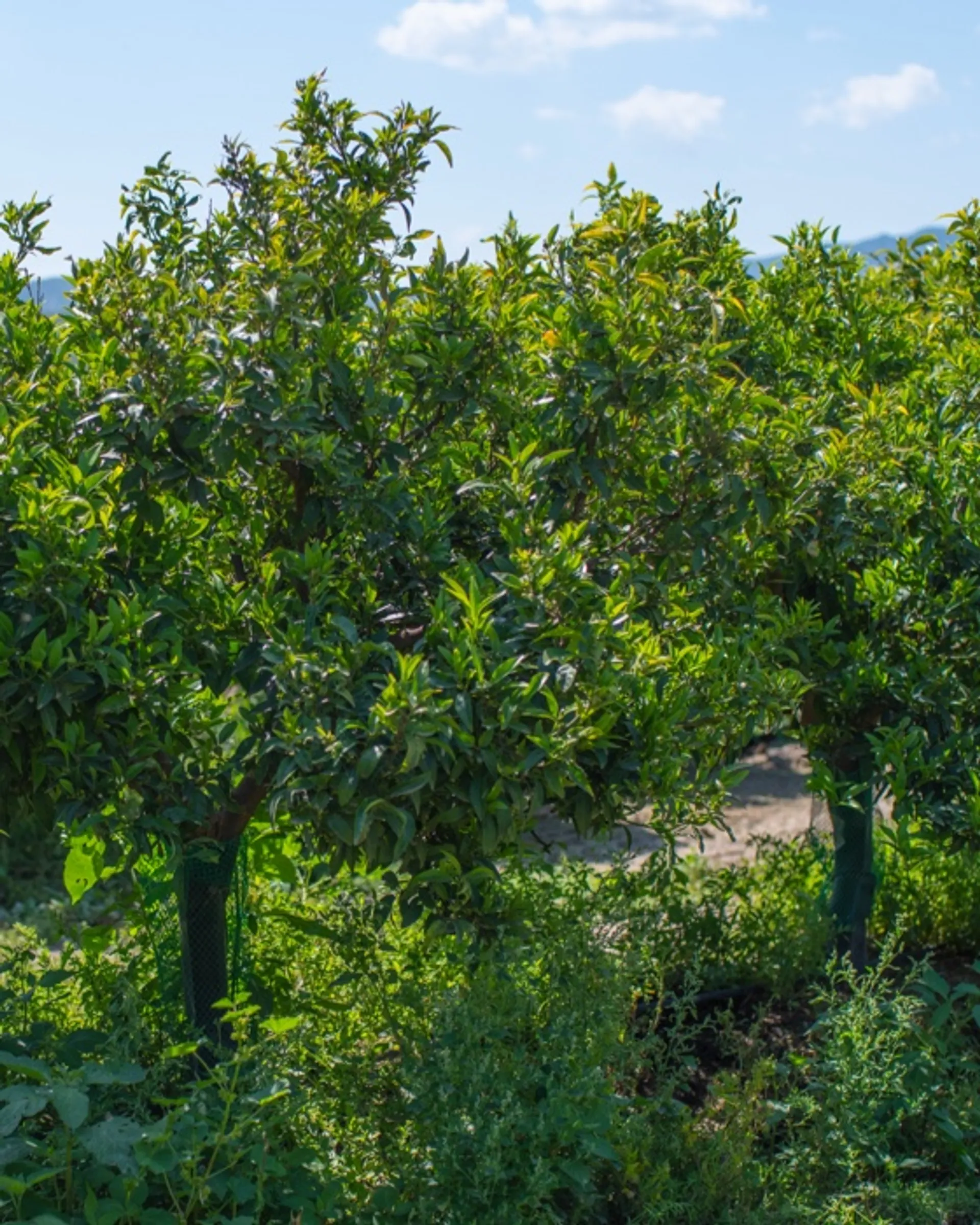 Orogros tangerines in conversion to organic från La Abuela Magdalena