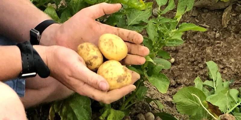 Vorwiegend festkochende Demeter Bio-Kartoffeln von Biohof Wjesela ...