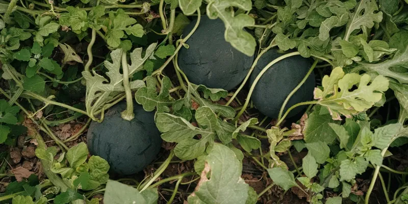 Organic watermelons from Famille Audema, France CrowdFarming: adopt a  watermelon plot