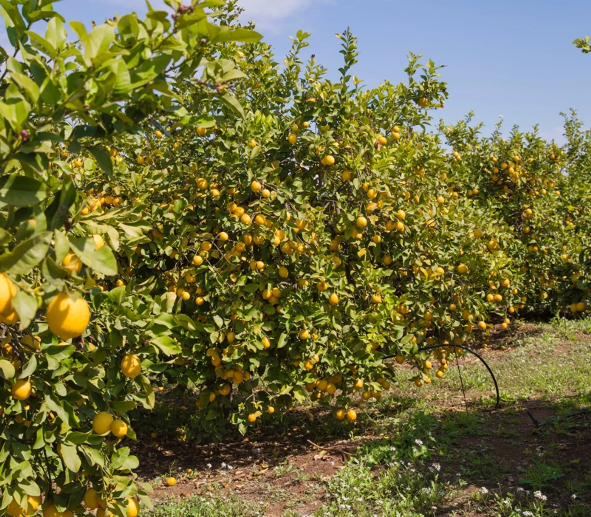 BioZitronen von El Carrascal, Spanien CrowdFarming adoptiere einen