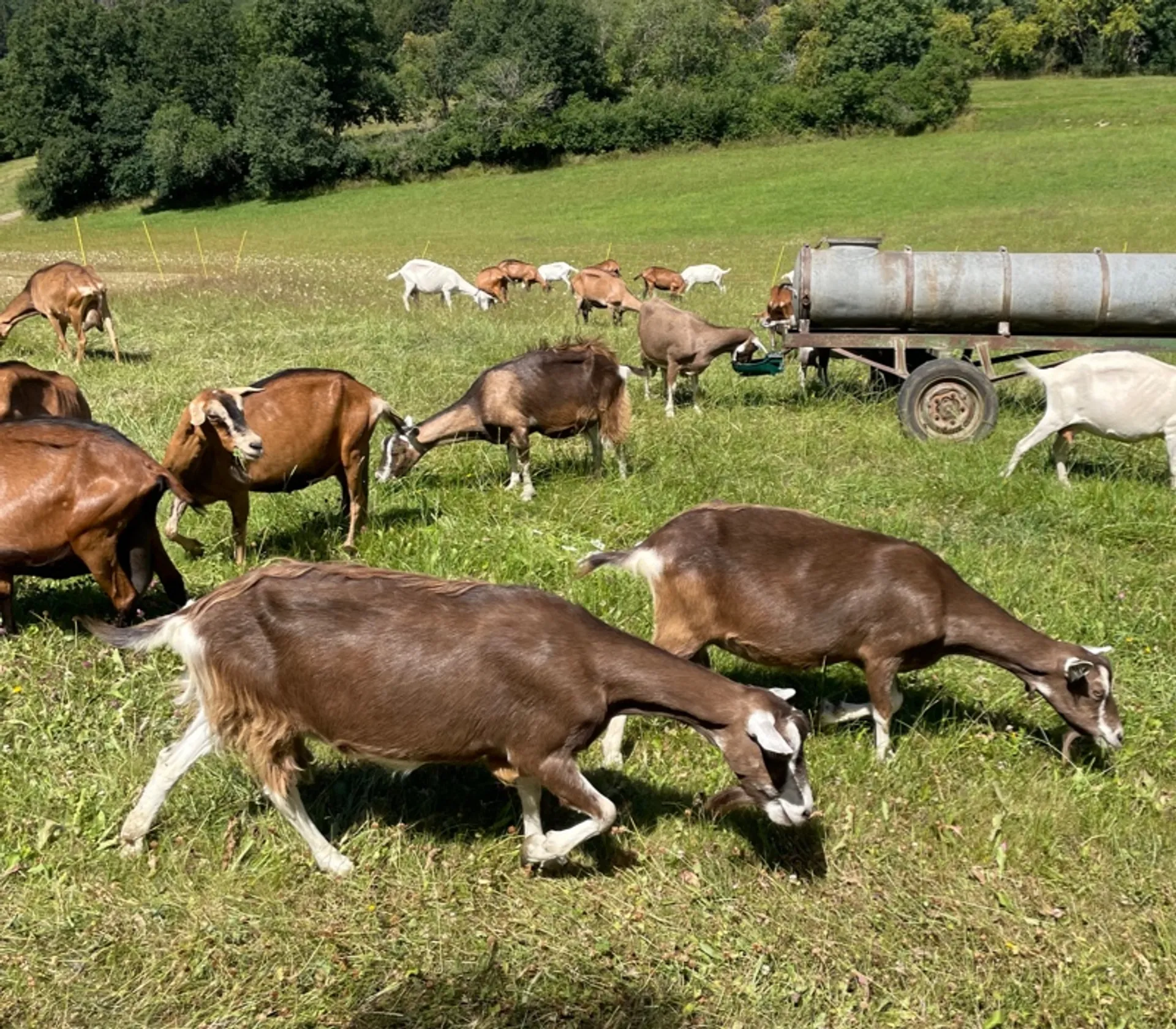 Animal Subcontracting - Getting the Union's Goat!