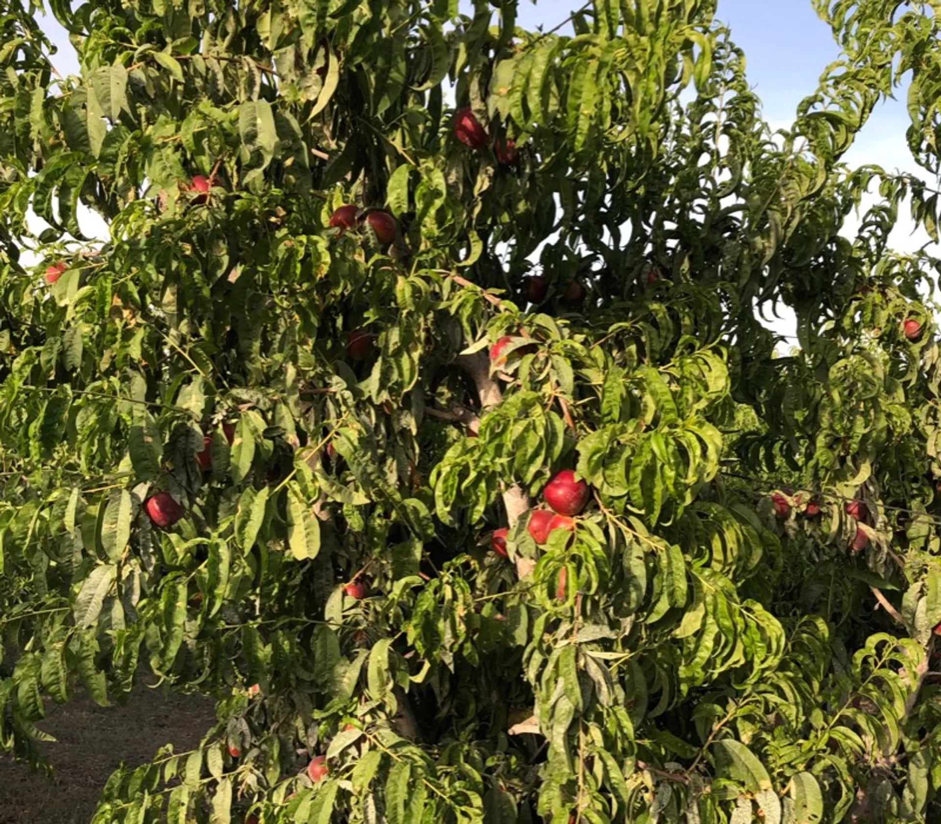 Organic nectarines van Know Jou Bio, Spanje CrowdFarming adopteer a