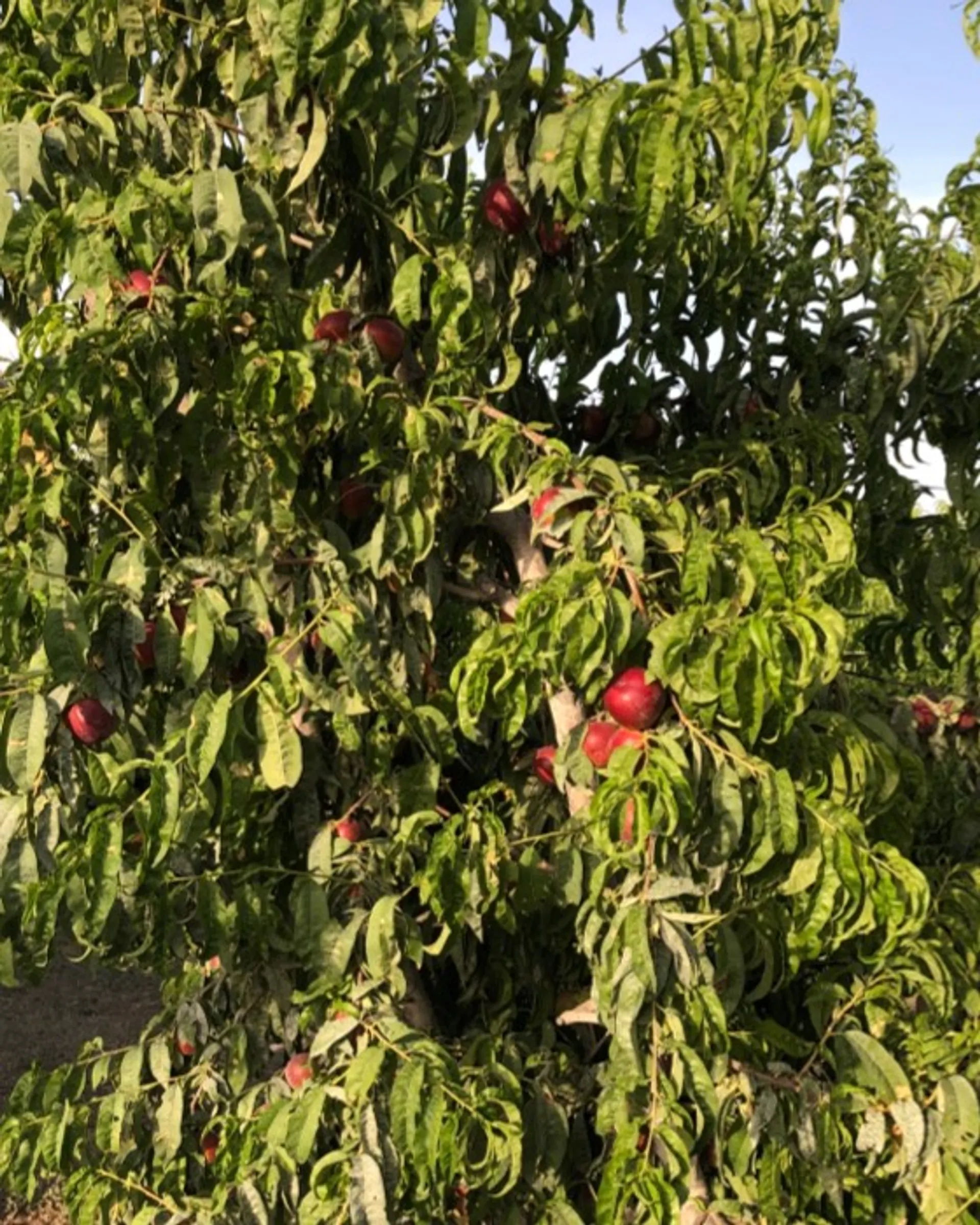 Organic nectarines from Know Jou Bio, Spain CrowdFarming farm fresh