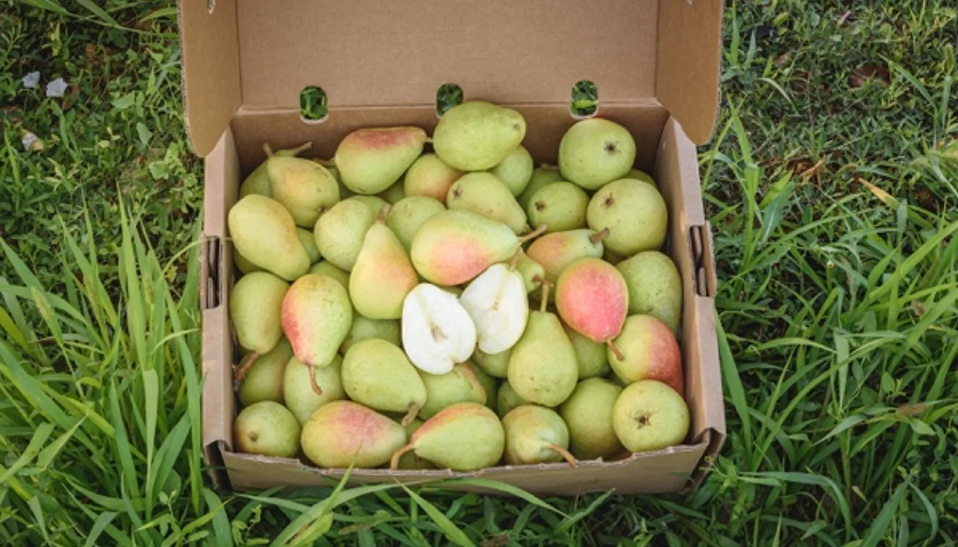 kaufe-obst-der-saison-direkt-vom-bauern-crowdfarming