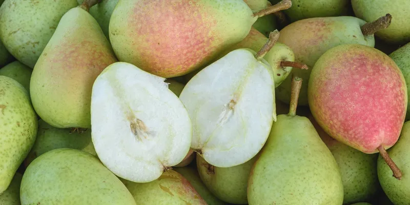 Demeter organic pears PDO Pera de Jumilla from Finca Macabeo