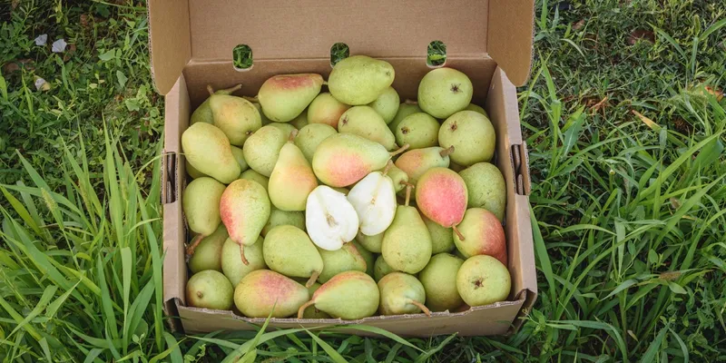 Demeter organic pears PDO Pera de Jumilla from Finca Macabeo