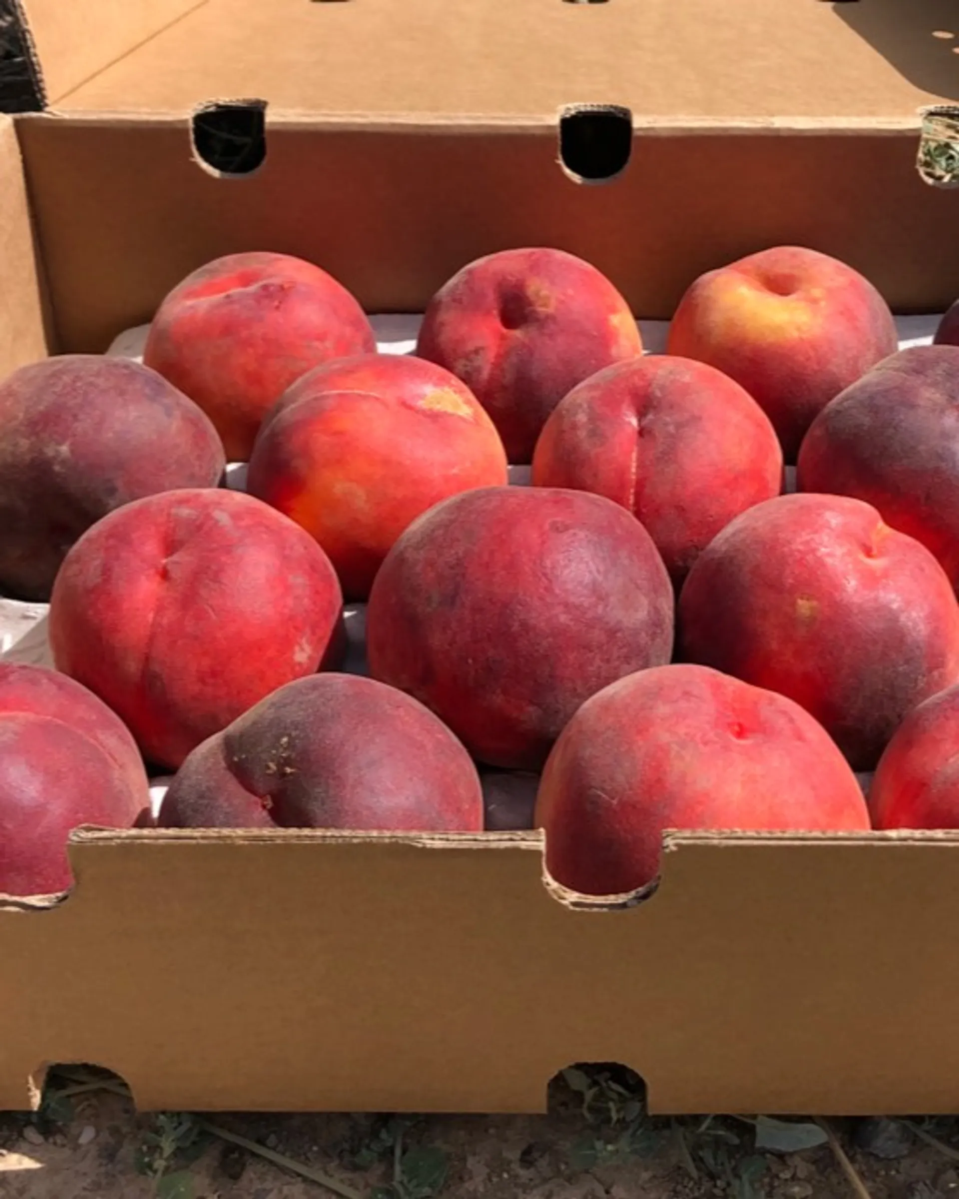 organic-peaches-from-know-jou-bio-spain-crowdfarming-farm-fresh