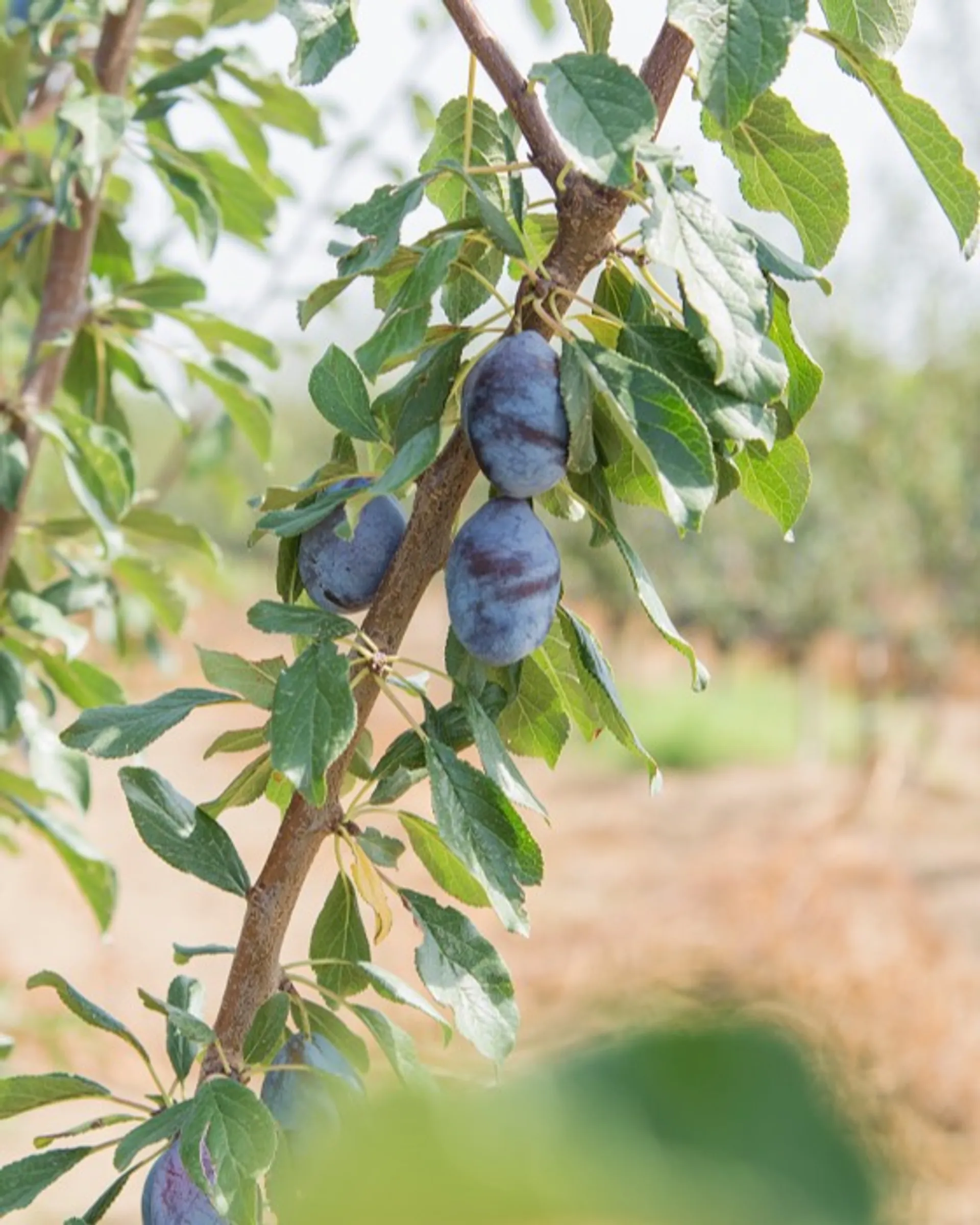 Regenerative Bio-Zwetschgen von Azienda Agricola San Mauro, Italien ...