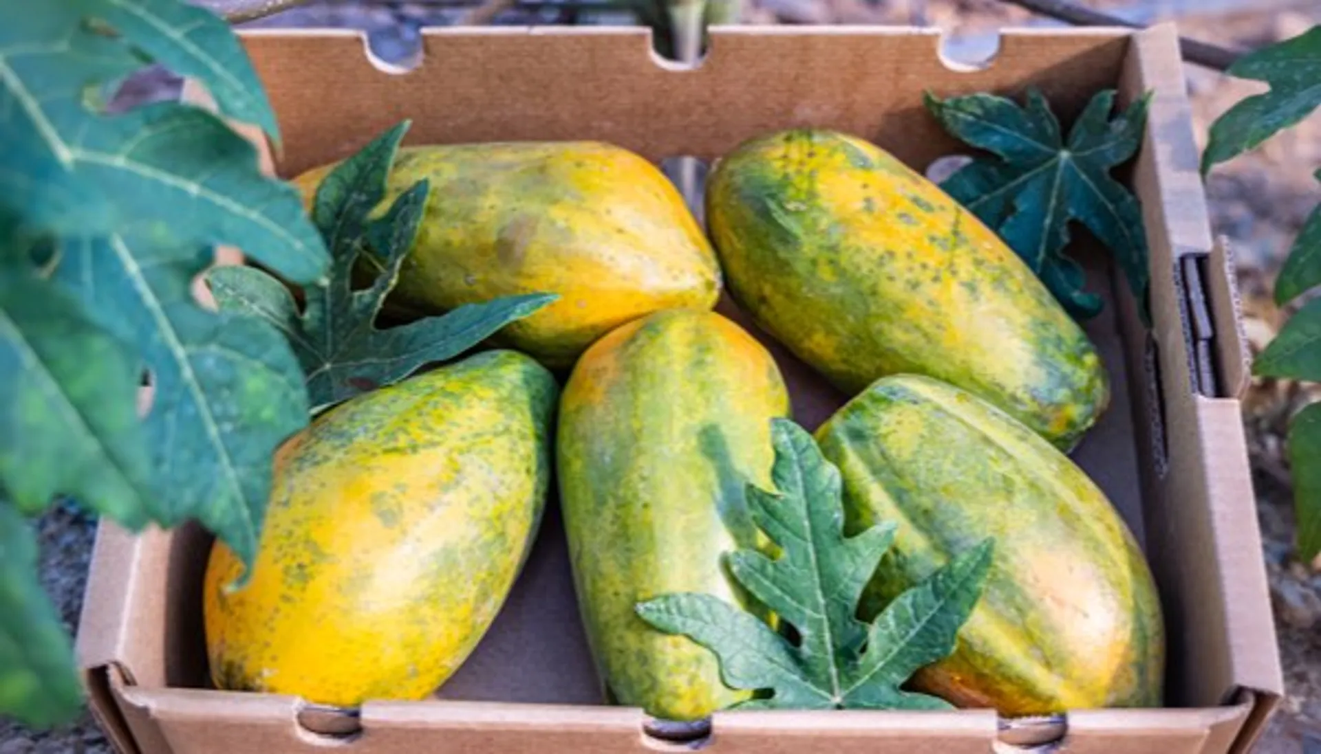 Buy seasonal organic boxes direct from the farmer CrowdFarming