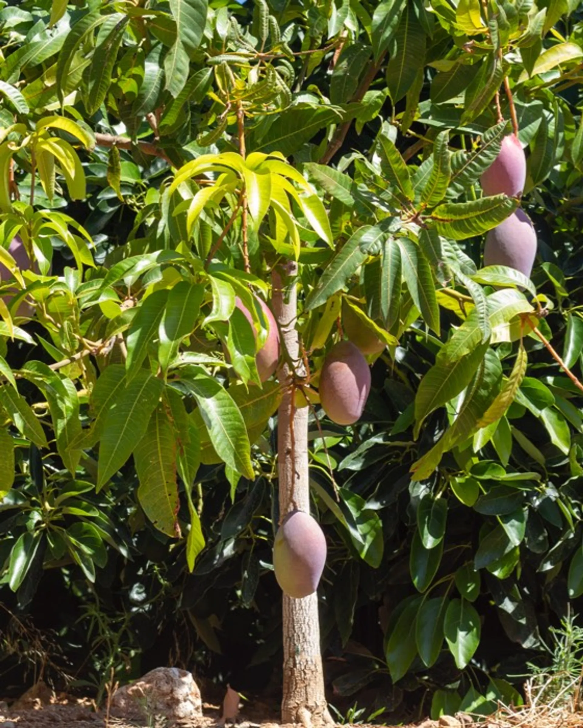 Mangos de Finca Aguasvivas, España CrowdFarming fruta y verdura a