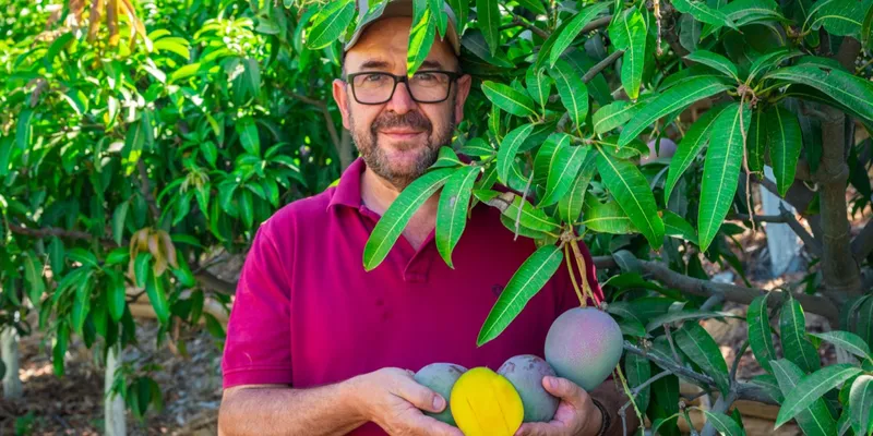organic Kent mangos