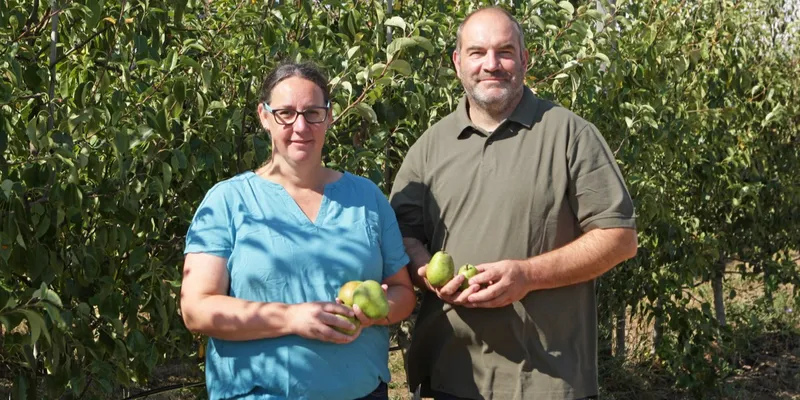 Bioland organic pears