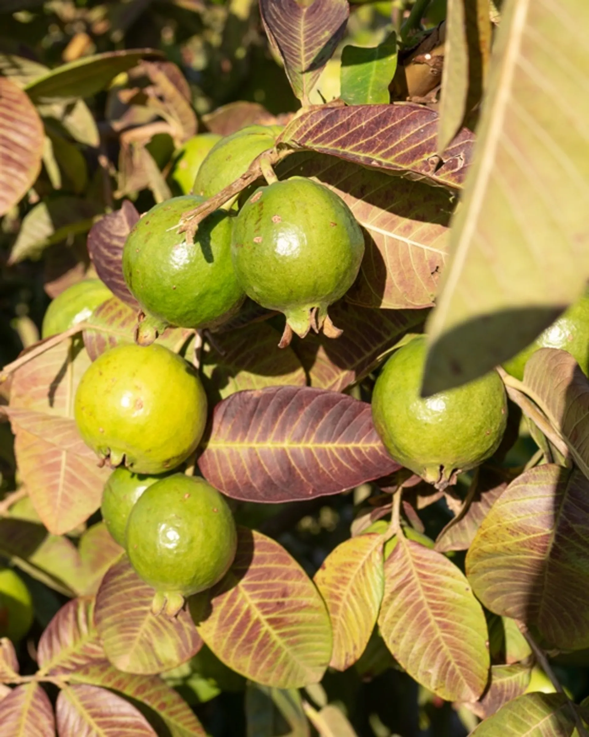 Guaves von Finca Isla Rubí, Spanien CrowdFarming Saisonales Obst und