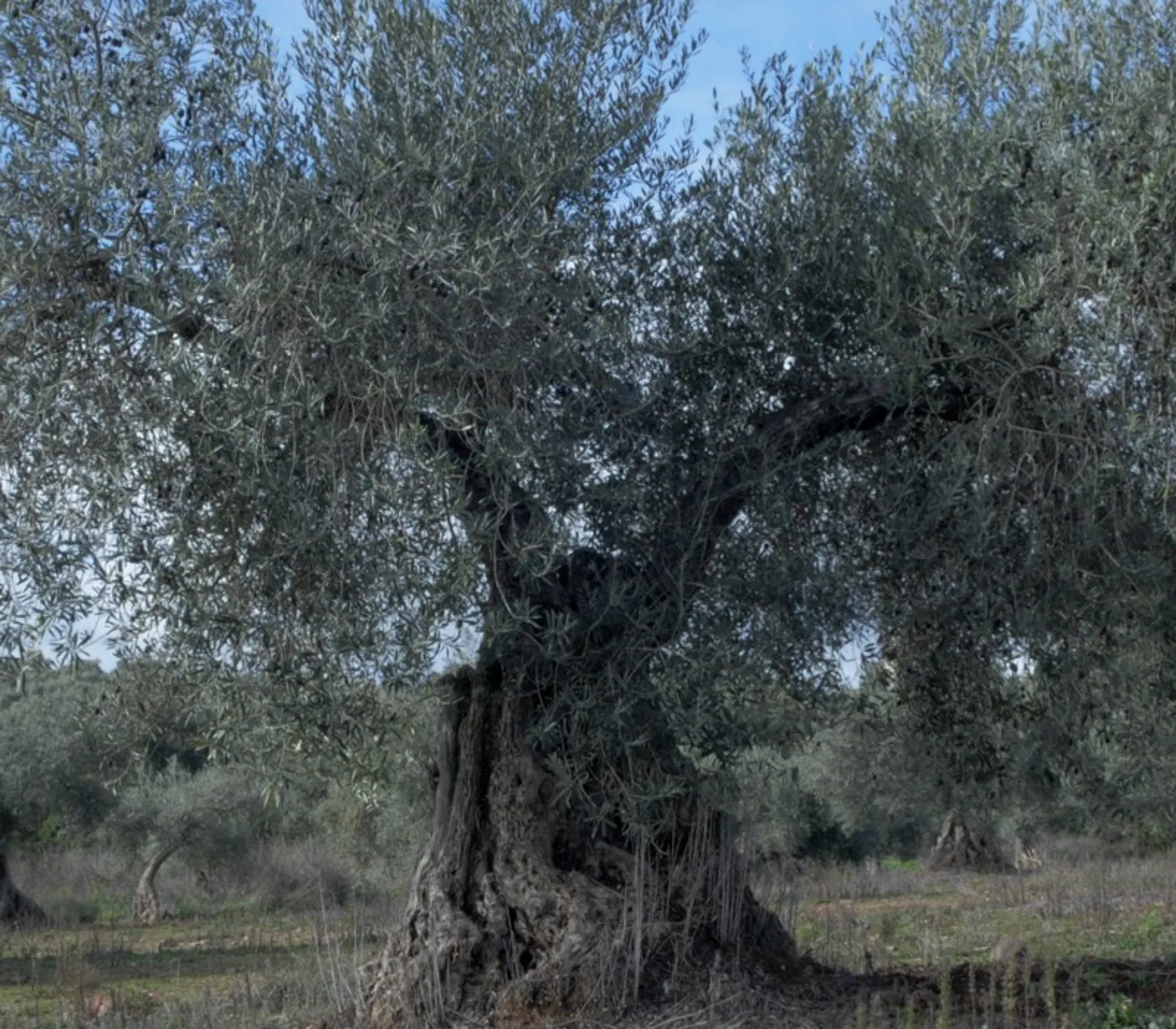Nativem Olivenöl Extra von Finca Campomanes, Spanien CrowdFarming