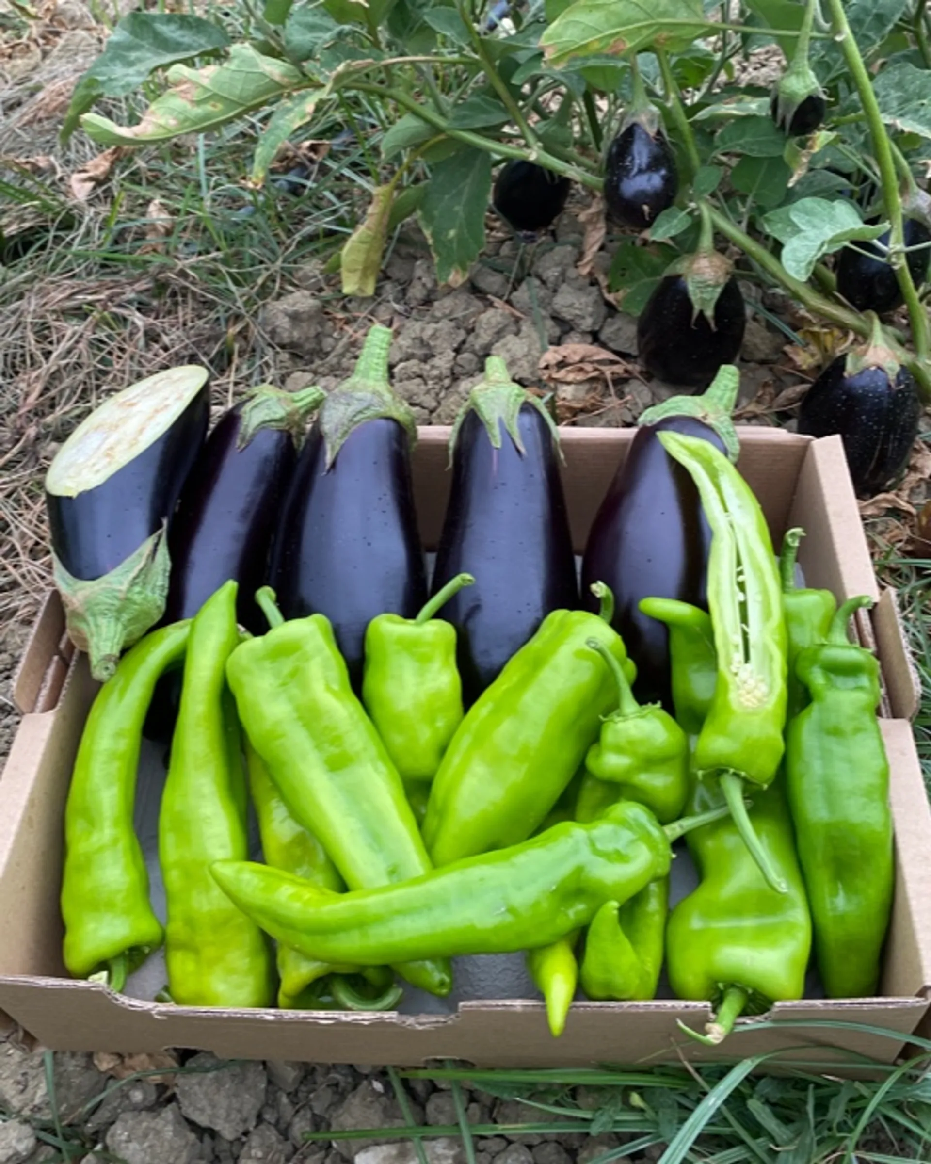 Mediterrane Gemüsekiste von El Bosque del Batán, Spanien|CrowdFarming ...