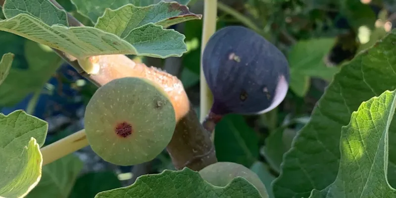 Caring For Your Fig Tree — french fig farm