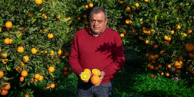 regeneratieve biologische sinaasappels