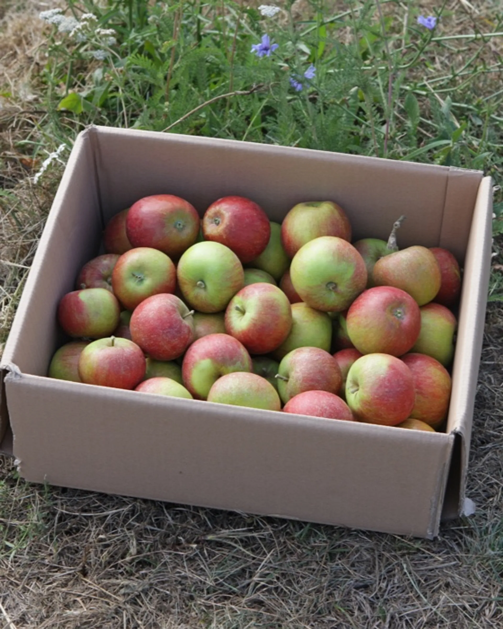 Bioland Bio-Äpfel &amp;quot;Cox Orange&amp;quot; von Obsthof Rönn, Deutschland ...