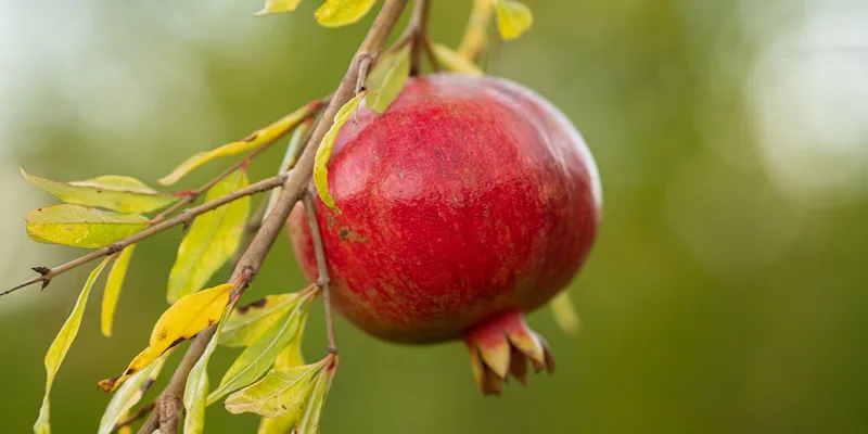 Organic pomegranate juice from Finca Isla Rubí, Spain | Crowdfarming: adopt a pomegranate tree Organic pomegranate juice from Finca Isla Rubí, Spain | Crowdfarming: adopt a pomegranate tree