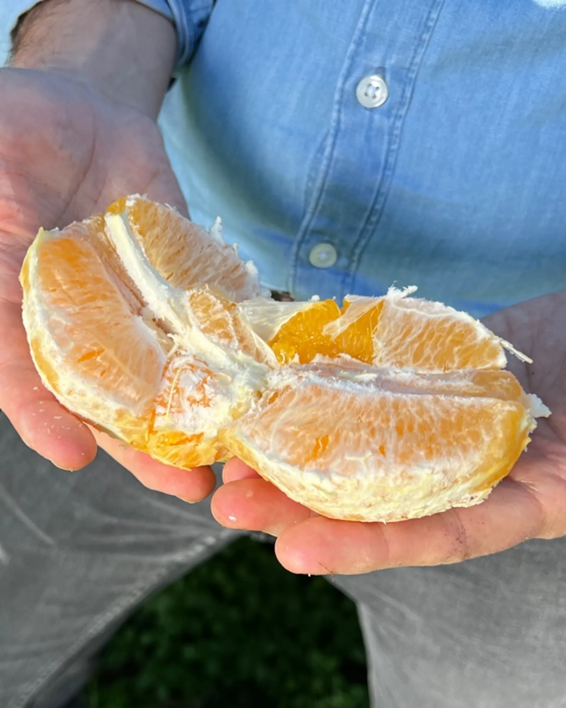 Orangen gelegt aus Spanien