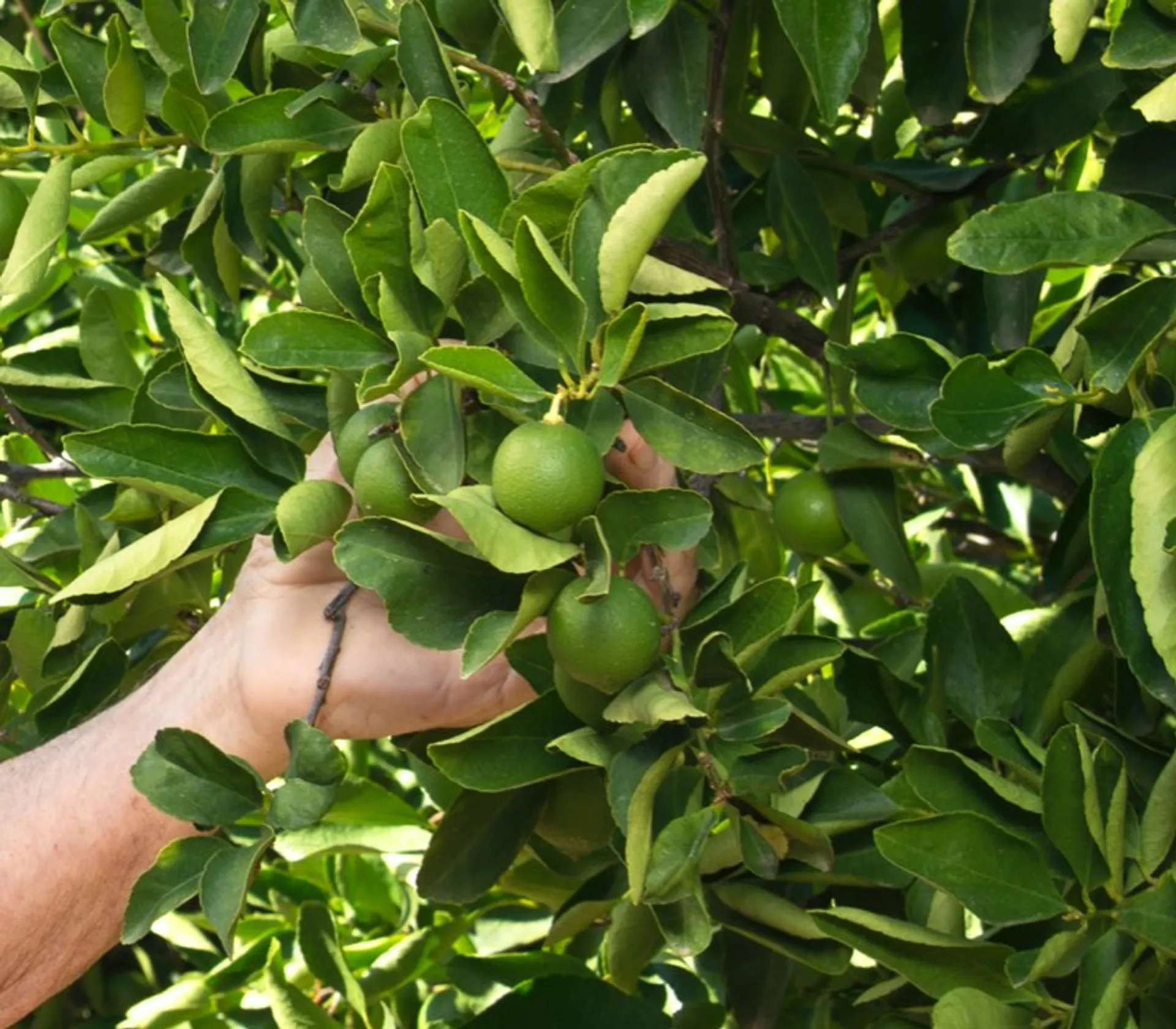 È meglio spremere i lime con o senza buccia?