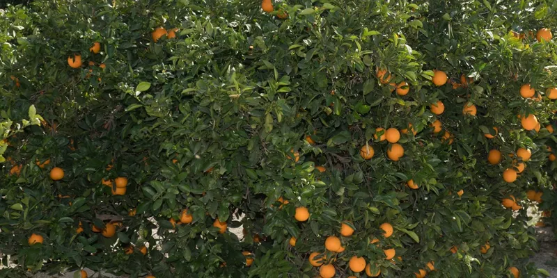 Bio-Orangen und Bio-Mandarinen von Doña Ana, Spanien