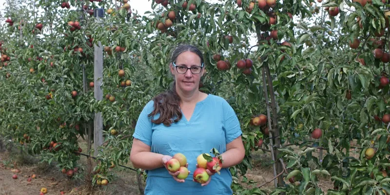 Bioland organic "orchard mix" apples
