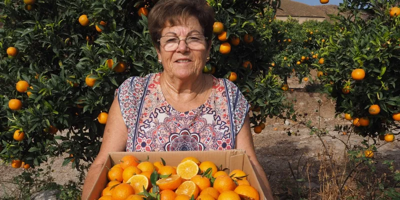 Orogros mandarins in conversion to organic