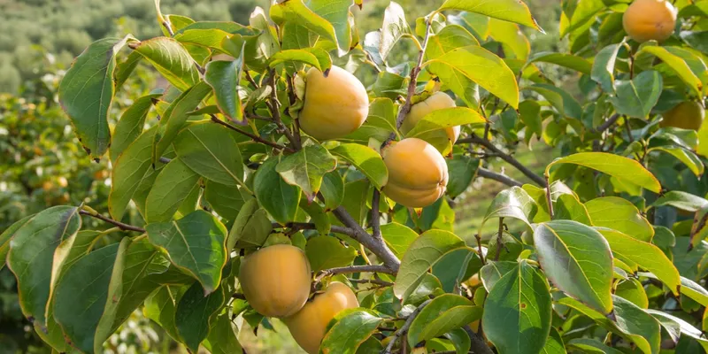 Mousse di Frutta Bio di Azienda Agricola Punto Verde 