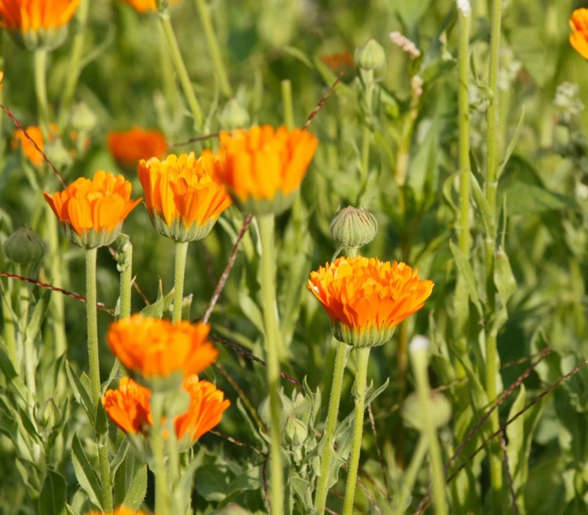 Cosmetica de caléndula de Gabrasrosa, Francia | Crowdfarming: adopta un  huerto de caléndulas