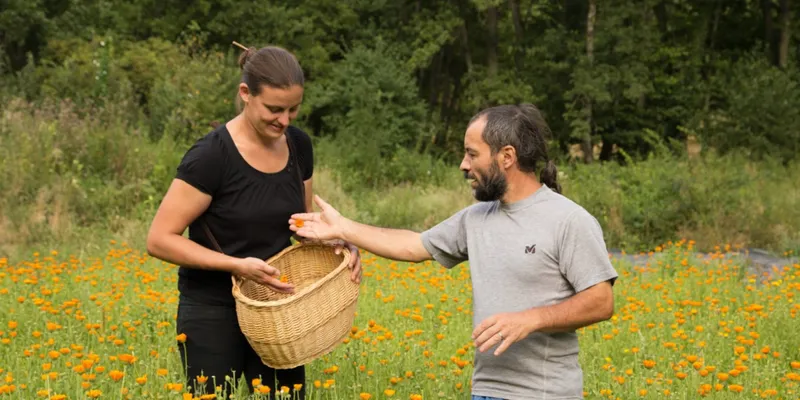 Cosmetica de caléndula de Gabrasrosa, Francia | Crowdfarming: adopta un  huerto de caléndulas